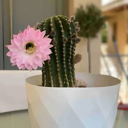 Luxury Cozy In The Center Lejlighed